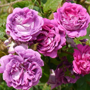 Mályva és lila keverék - történelmi - moha rózsa